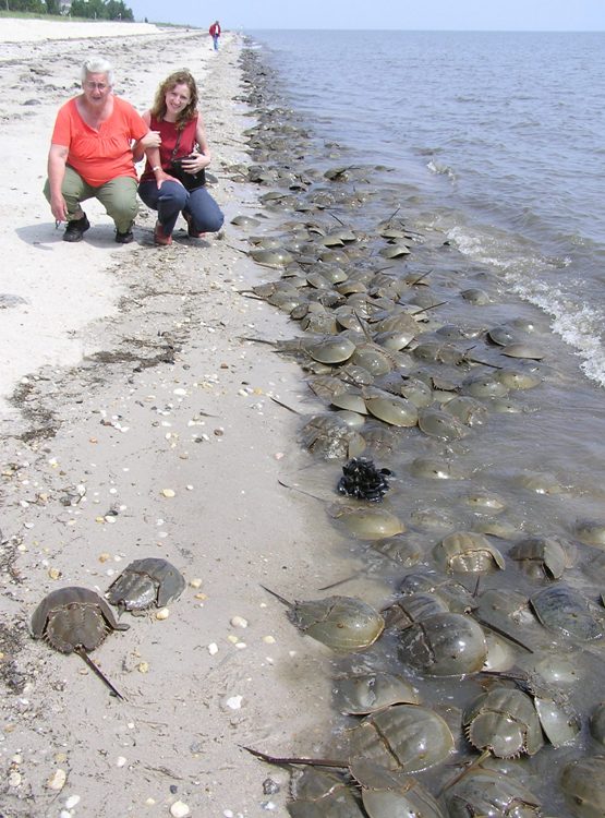 Hazel and Norma squatting beside horseshoe crabs