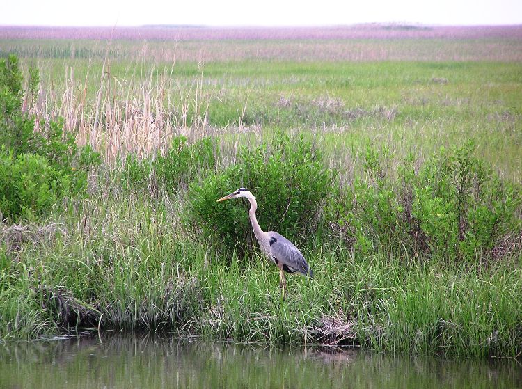 Great blue heron in grasses by the water