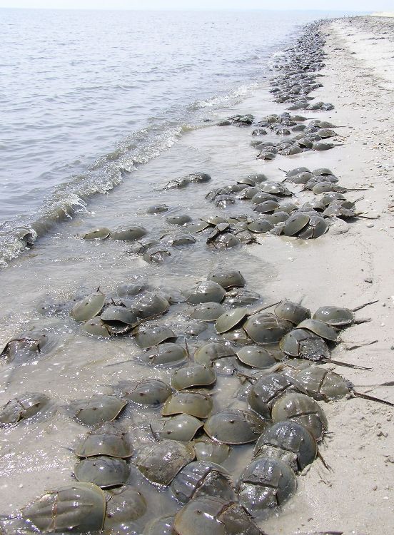 Hundreds of horseshoe crabs on the beach