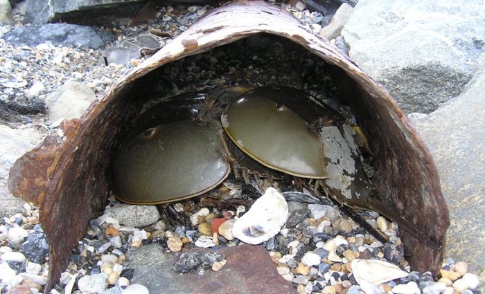 Two horseshoe crabs in drainage pipe