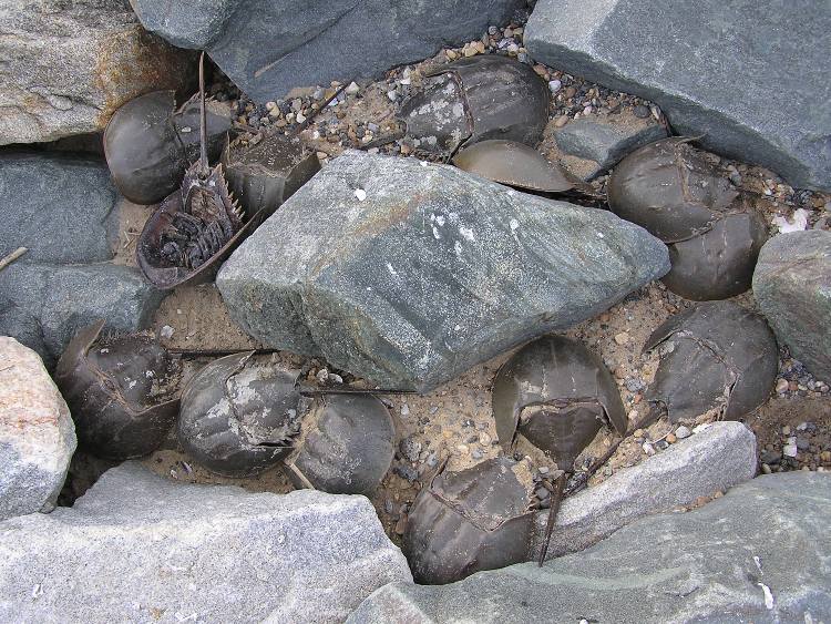 Horseshoe crabs trapped by big rocks