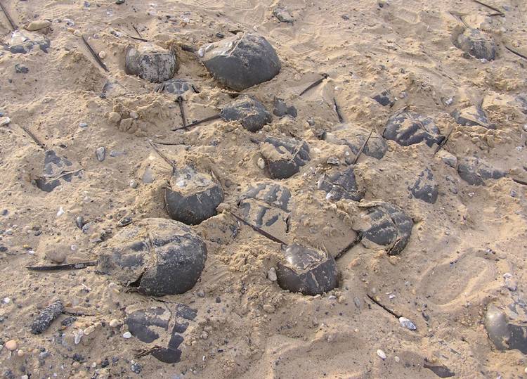 Several horseshoe crabs covered by sand