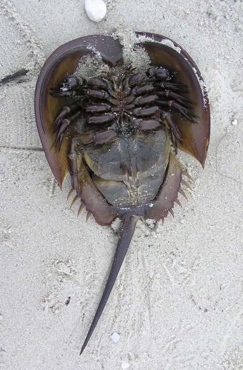 Underside of male horseshoe crab