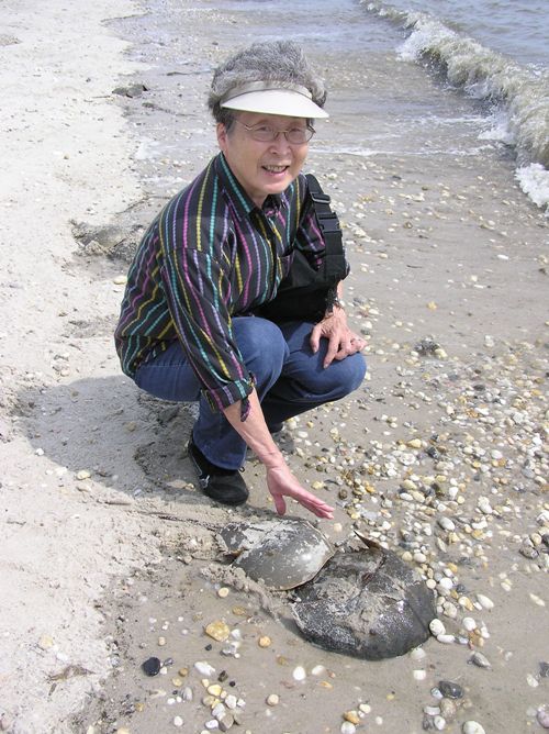 Mom kneeling by mating pair of horeseshoe crabs