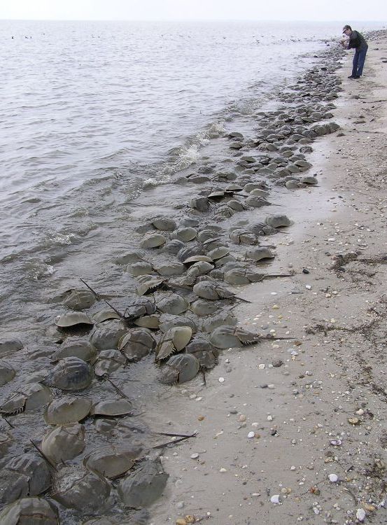 Mom taking a picture of hundreds of horseshoe crabs