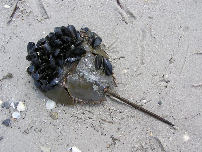 Mussels on horseshoe crab