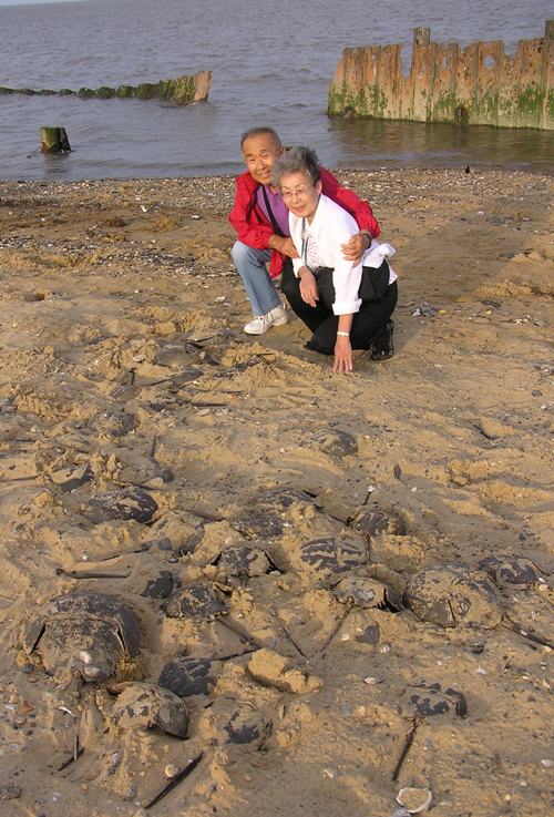 My parents by sand-covered horseshoe crabs