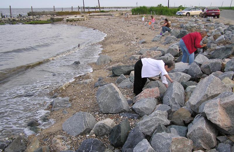 My parents pulling horseshoe crabs out from the rocks