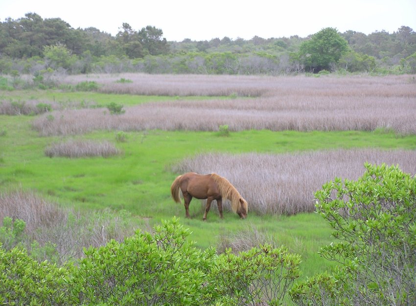 Side view of pony grazing