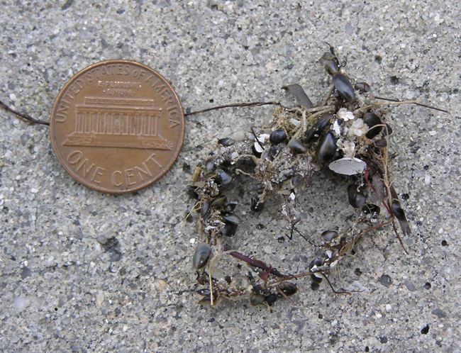 Really tiny shells dwarfed next to a penny laid beside them