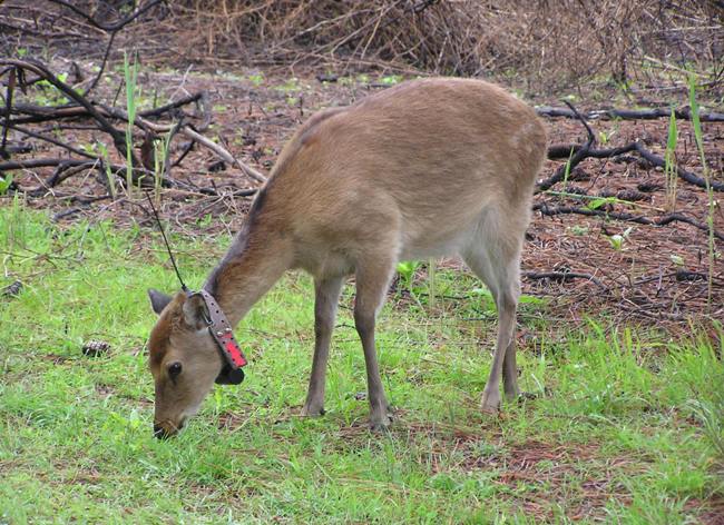 Sika deer with tracking collar...it looks like a radio