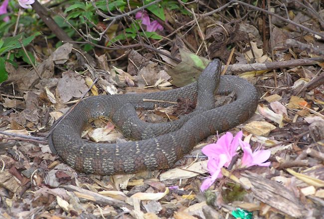 Water snake on land