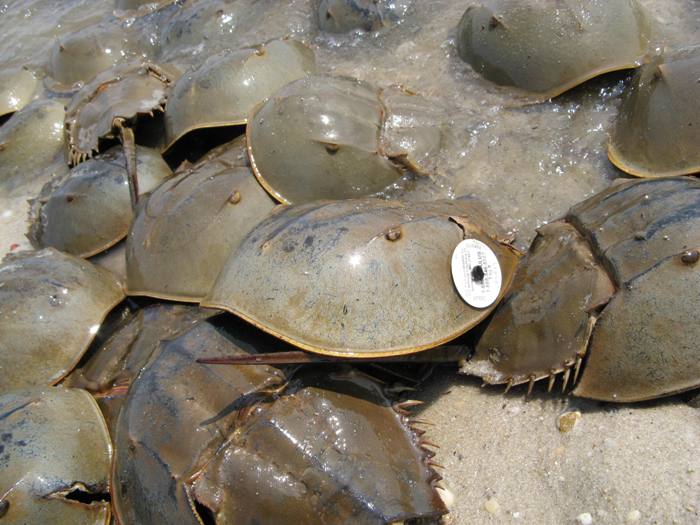 Horseshoe crab with identification tag