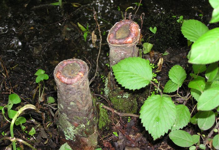 Cypress knees with red volcano-like rim at the top