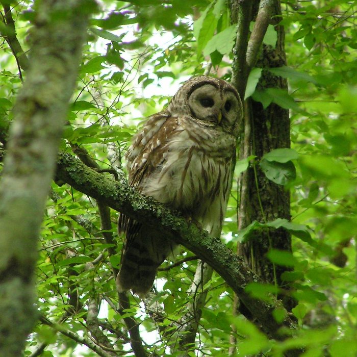 Barred owl in tree