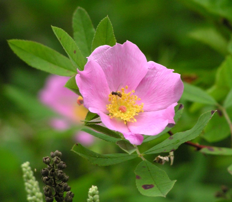 Pink flower, yellow in center with small bee