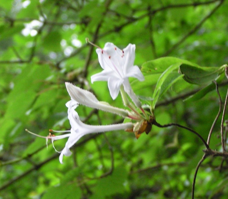 White flowers with long filaments