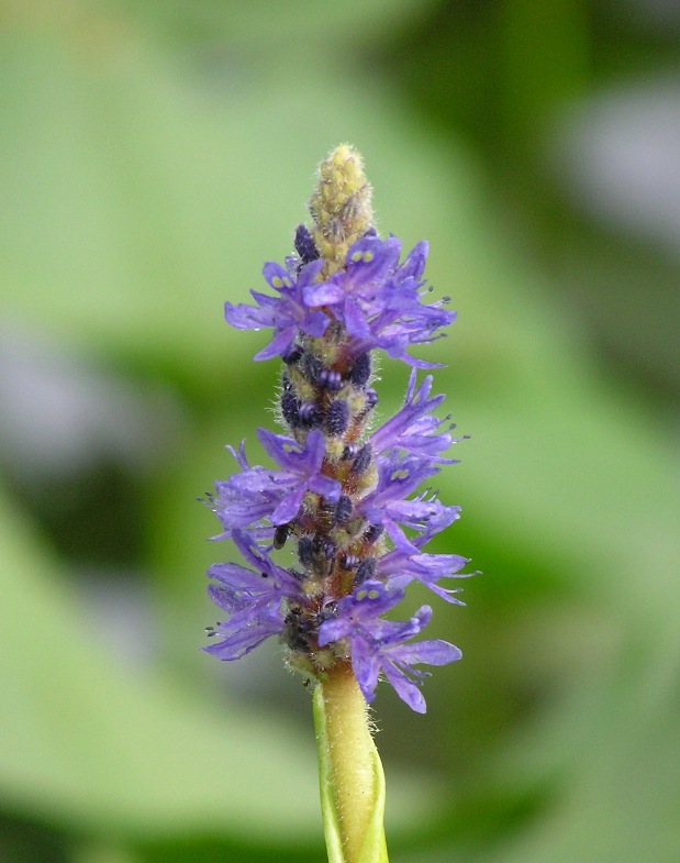 Small purple flowers on stem