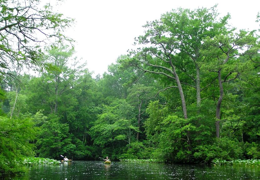 Two kayakers on narrow part of creek surrounded by lush greenery