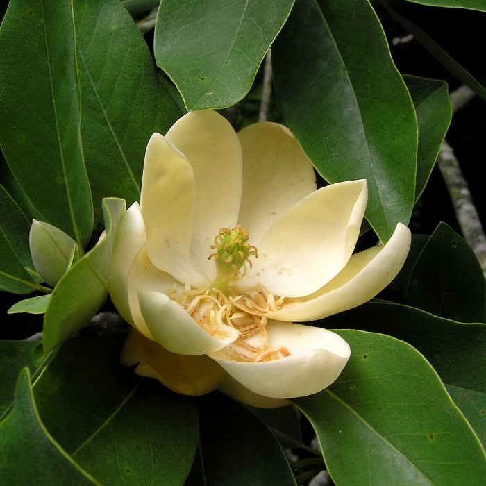 Magnolia flower