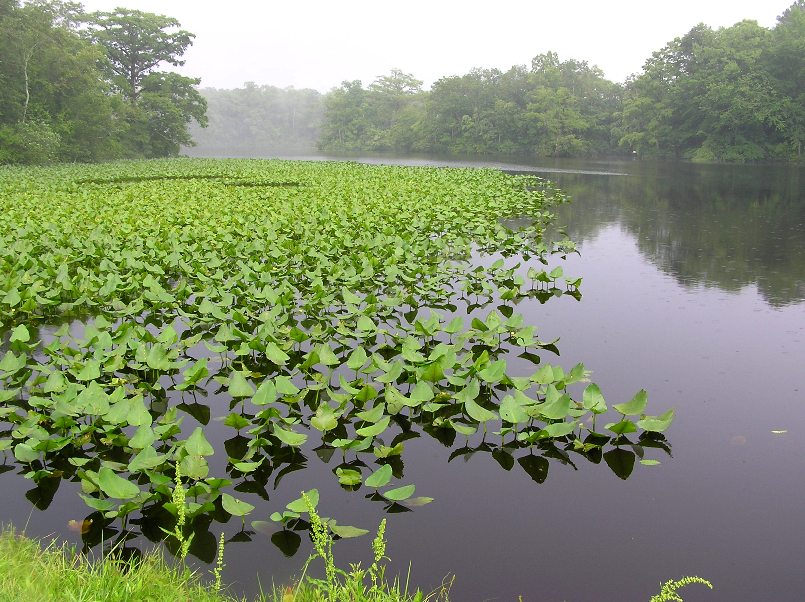 Spatterdock-covered section of creek