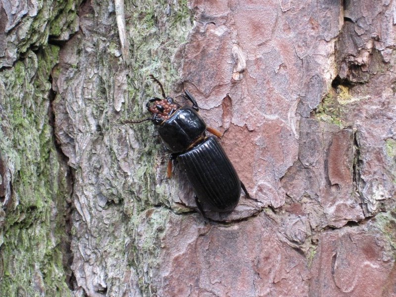 Mites on the head of a patent-leather beetle