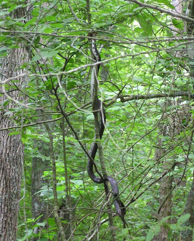 Snake in tree