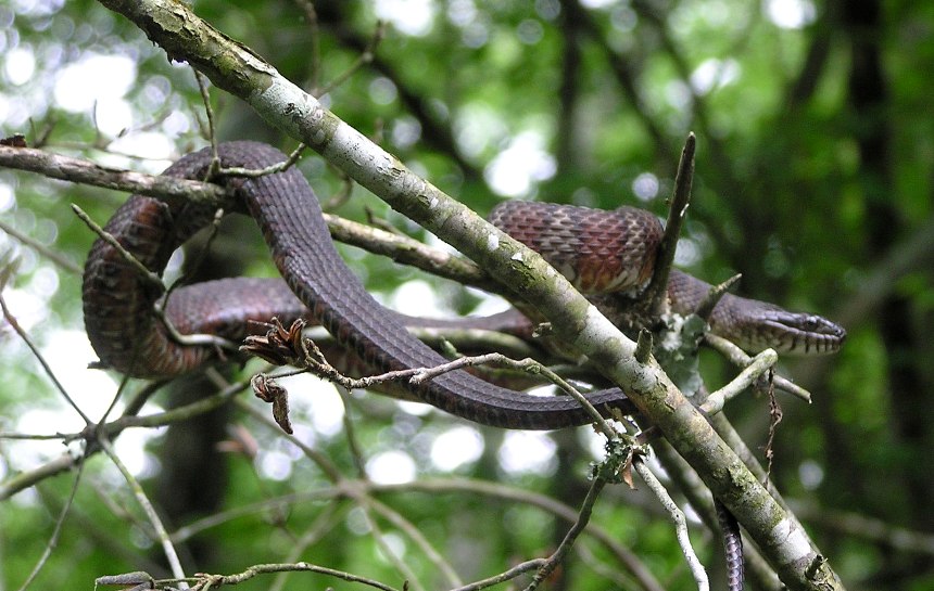 Northern water snake in tree