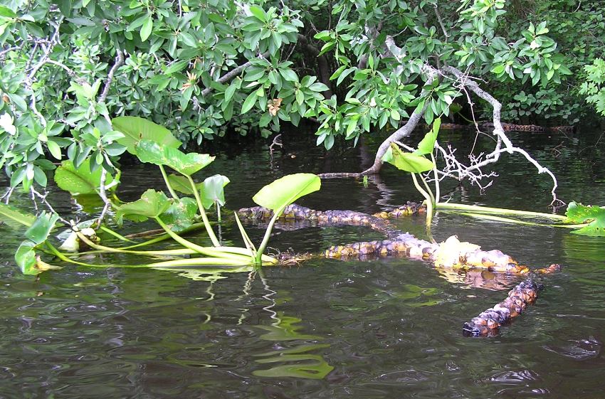 Lower part of spatterdock plant floating