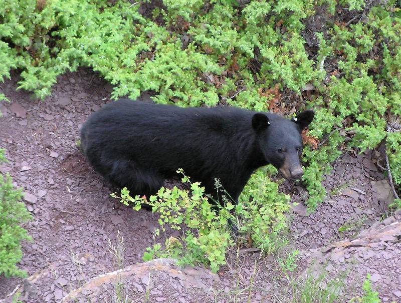 Looking down at black bear