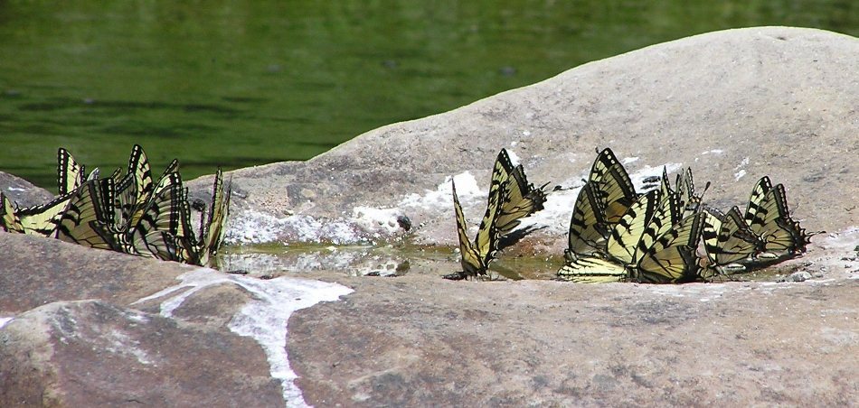 Several tiger swallowtail butterflies on rock