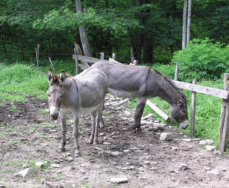 Two donkeys