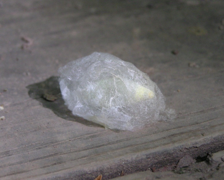 Possible egg sack of insect or spider