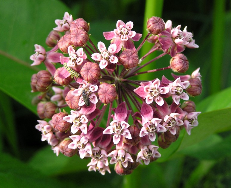 Cluster of pretty pink flowers