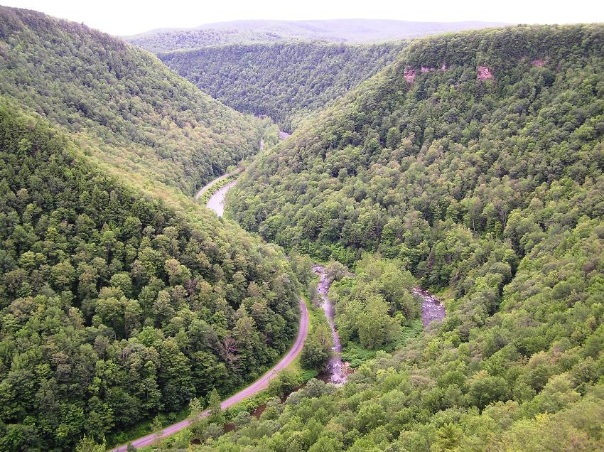 A tree-lined canyon view from above of Pine Creek Gorge