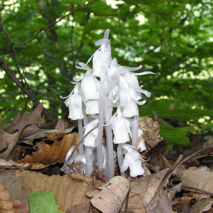 Indian Pipe plant