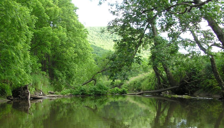 Peaceful greenery on Marsh Creek