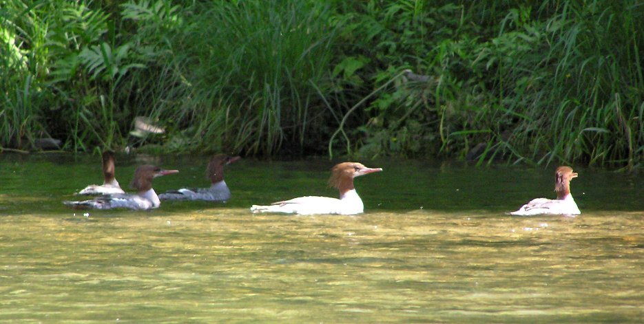 Five mergansers on the water