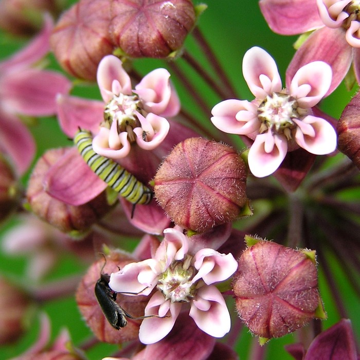 Half-inch long monarch caterpillar with fly on flowers