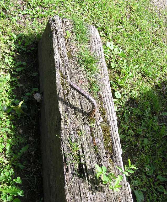 Bent rebar sticking out of railroad tie