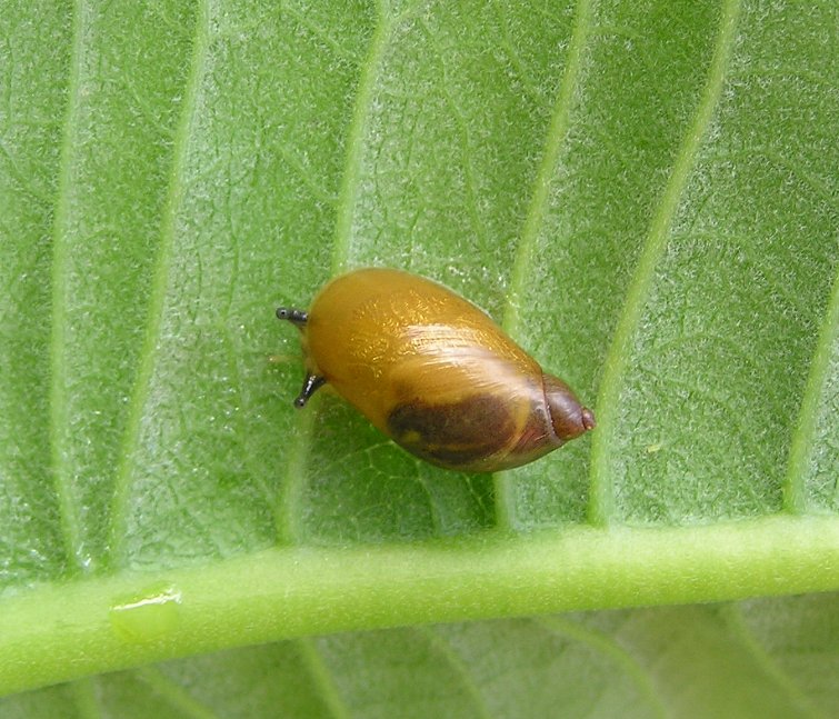 Brass-colored snail