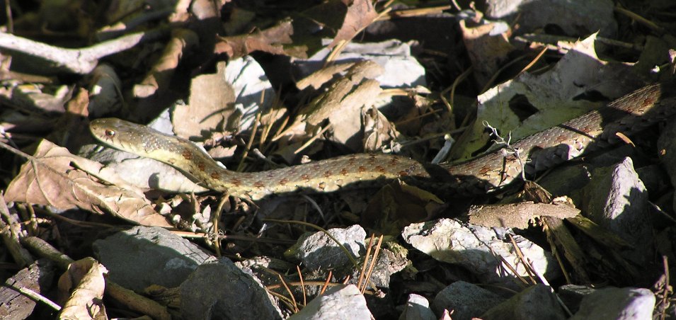 Likely small garter snake