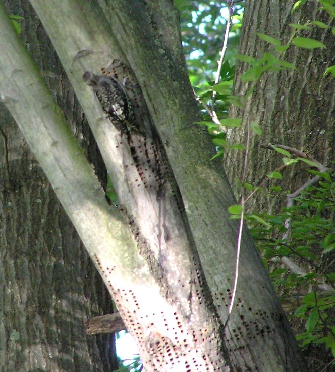 Back of woodpecker on tree with lots of holes it made