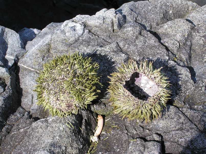 Two sea urchins with spines