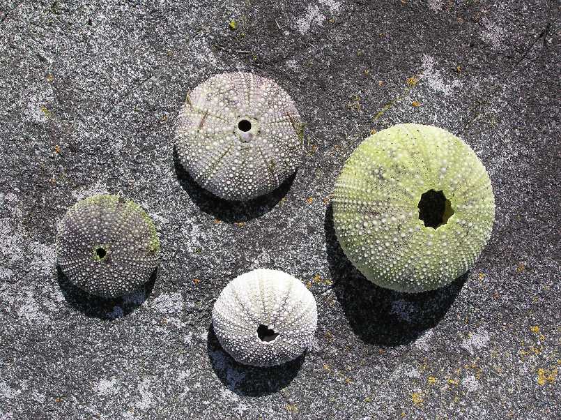 Four sea urchins without spines