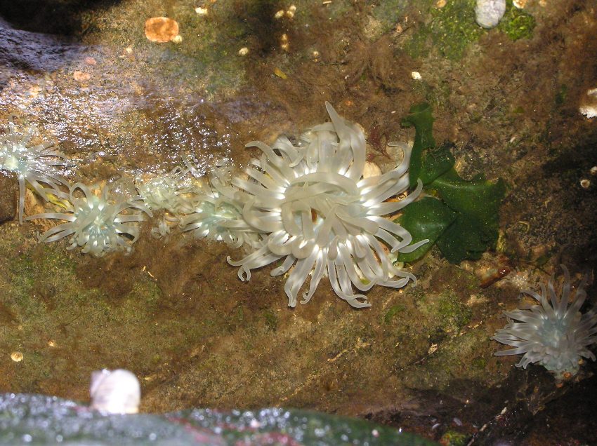 White sea anemones