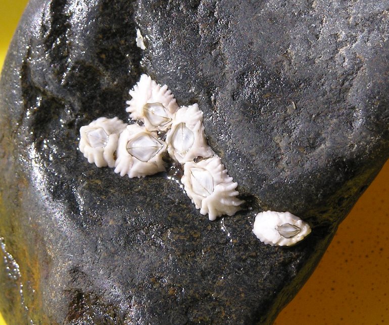 White barnacles on a rock