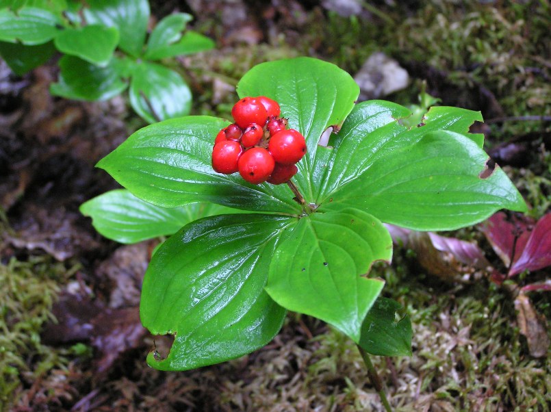 Cornus canadensis with bright red berries