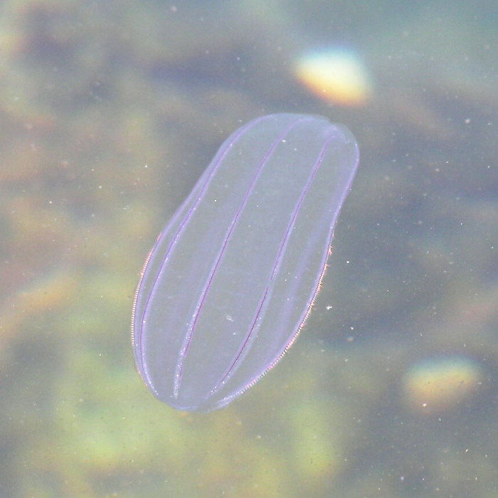 Comb jelly looking purplish