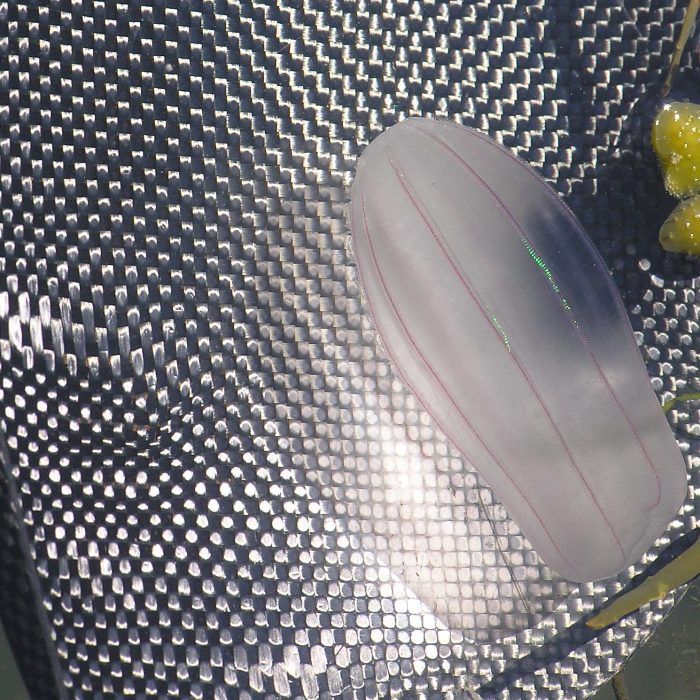 Comb jelly with my carbon fiber paddle behind